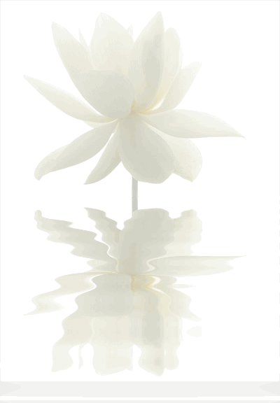 white-lotus-flower